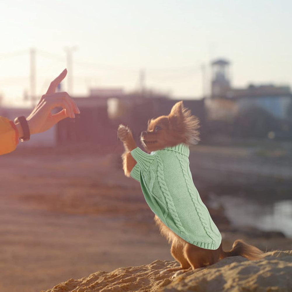 Queenmore green small dog sweater lifestyle shot for winter fashion