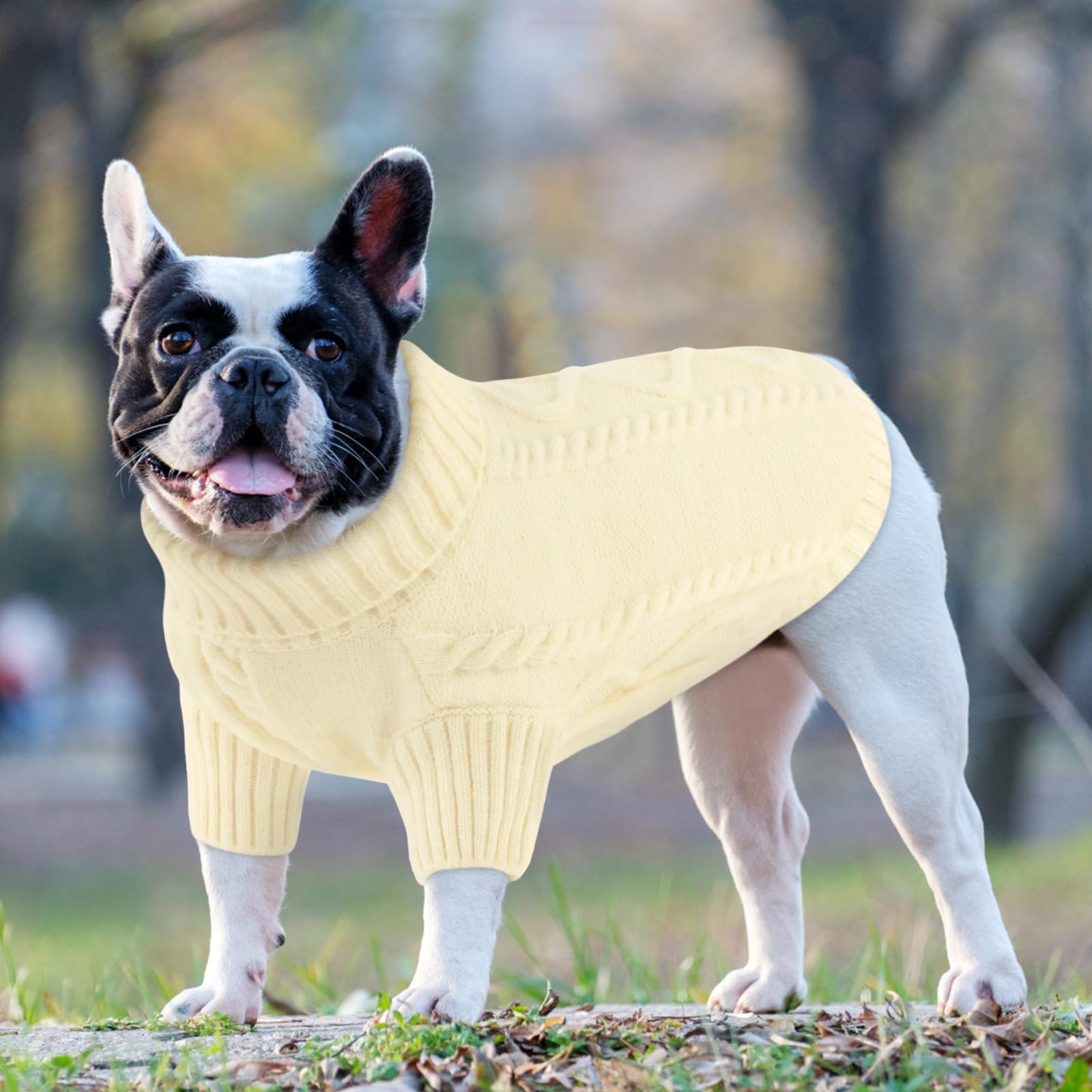 Queenmore small dog pullover sweater white on-dog closeup reveals easy layering for cold days