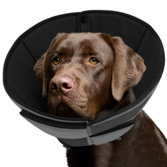 Queenmore soft dog cone edges provide gentle comfort during recovery.