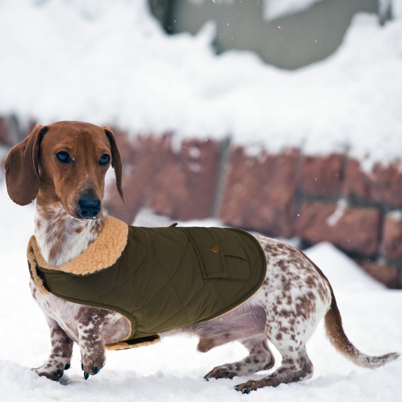 Queenmore warm dog coat featuring leash hole to keep your pet close during adventures.