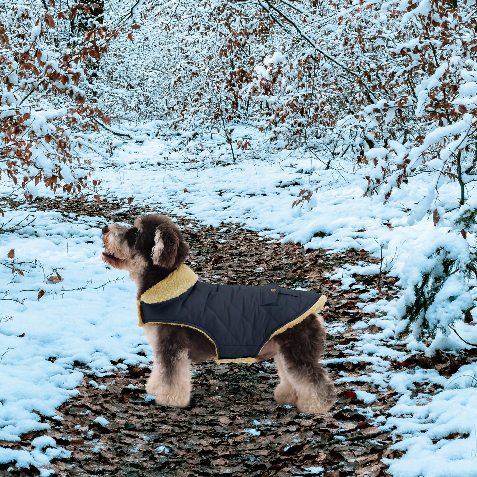 Queenmore warm dog coat worn on a dog in green for full winter coverage.