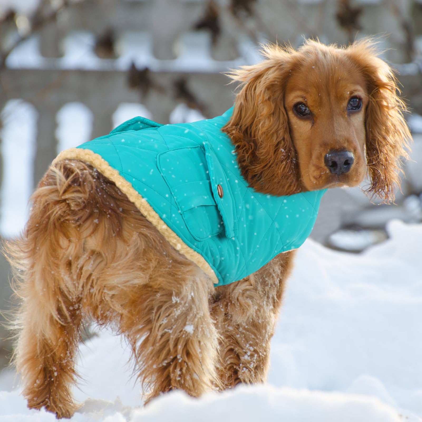 Queenmore warm dog coat size chart image helps select the right fit.