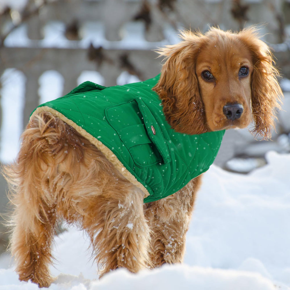 Queenmore Warm Dog Coat winter walk scenario for practical warmth