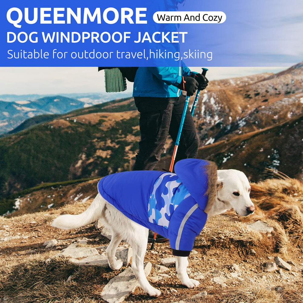 Queenmore warm dog winter coat in action during an outdoor walk
