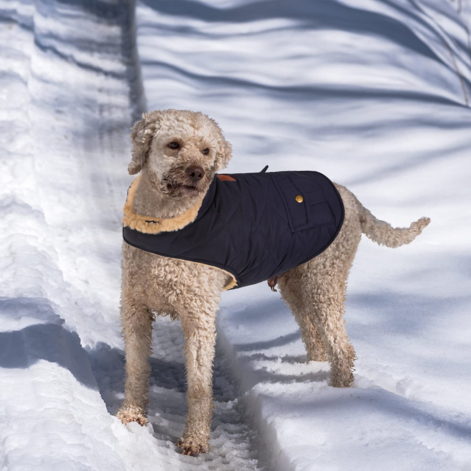 Queenmore xs navy dog jacket demonstrates snug fit for small dogs