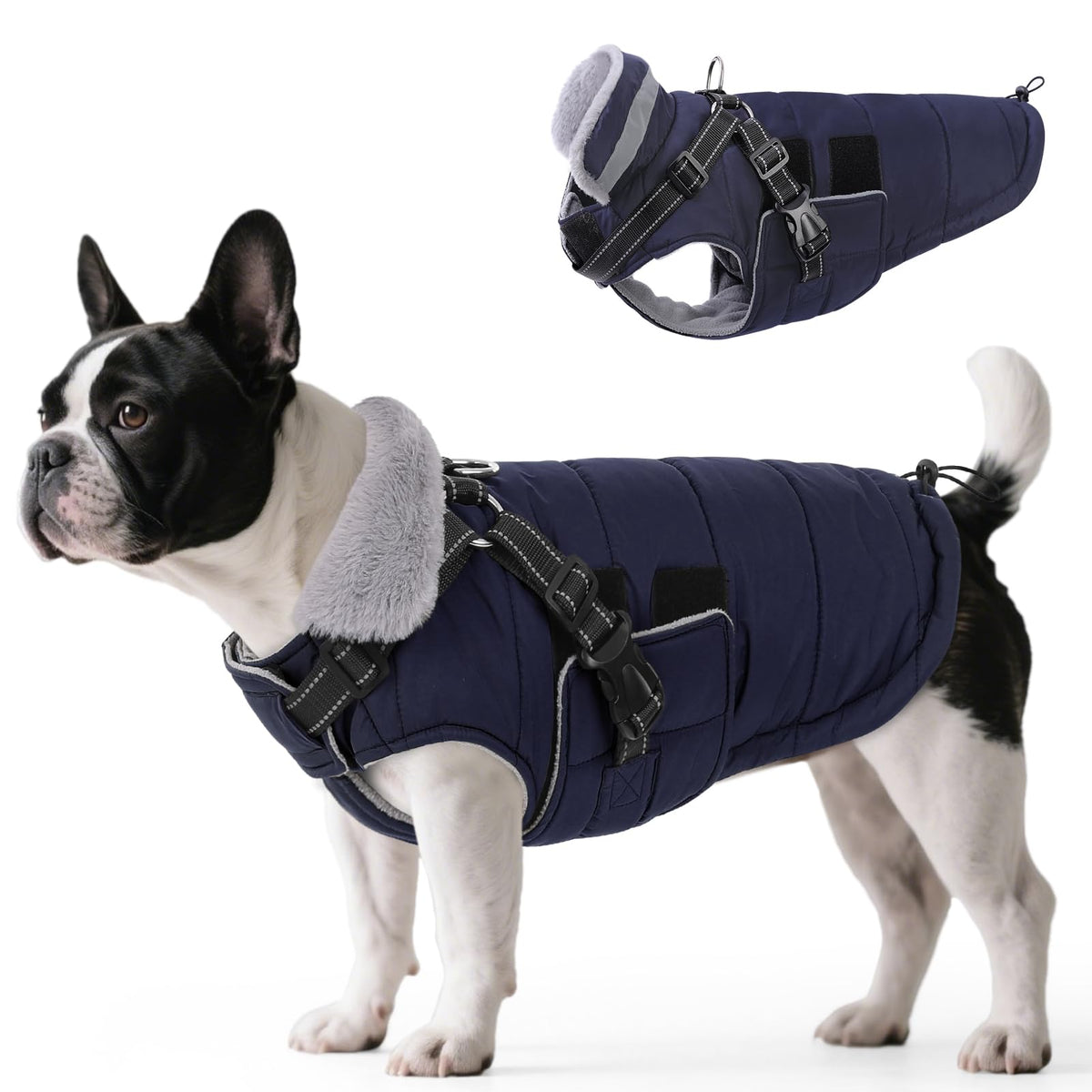 Queenmore winter dog jacket with built-in harness on medium dog for snow walks.
