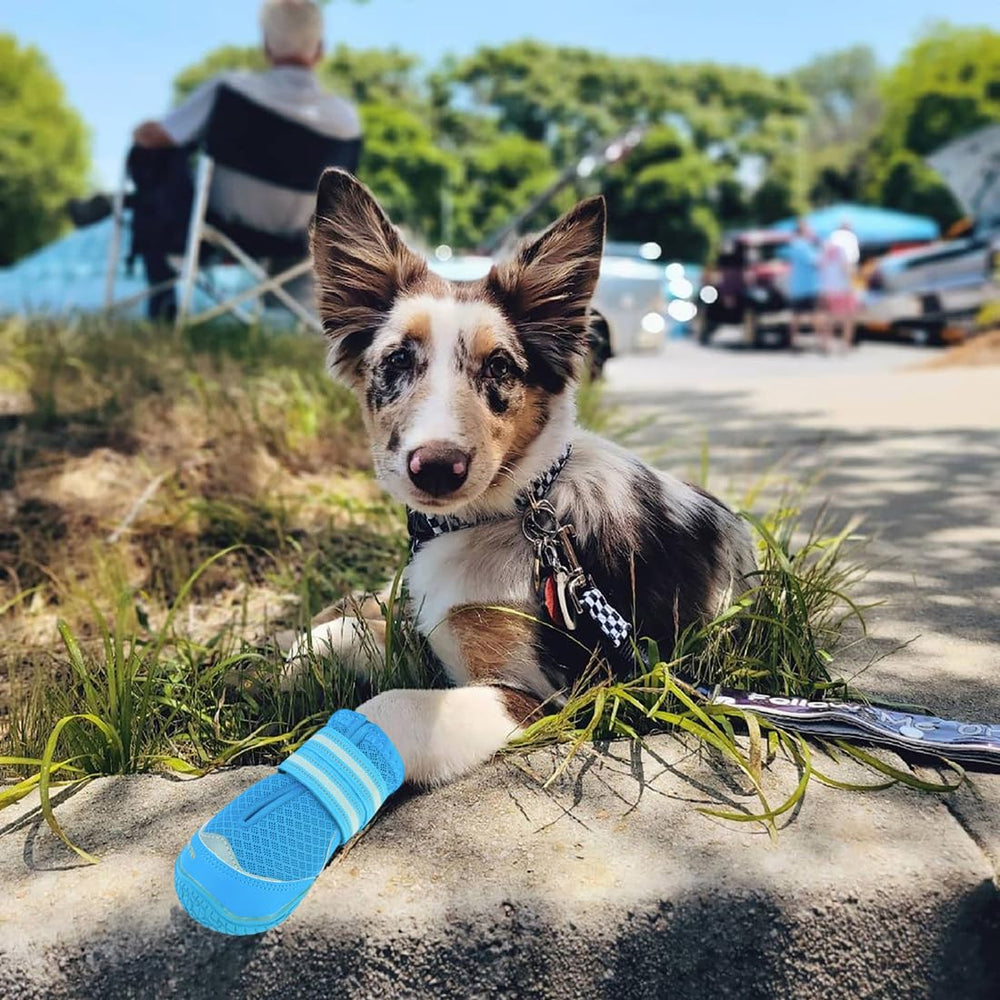 QUMY dog boots blue on-dog-walk demonstrates secure fit during hikes