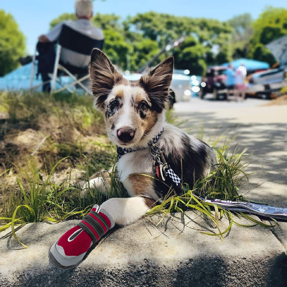QUMY dog boots on paw during hiking protection.