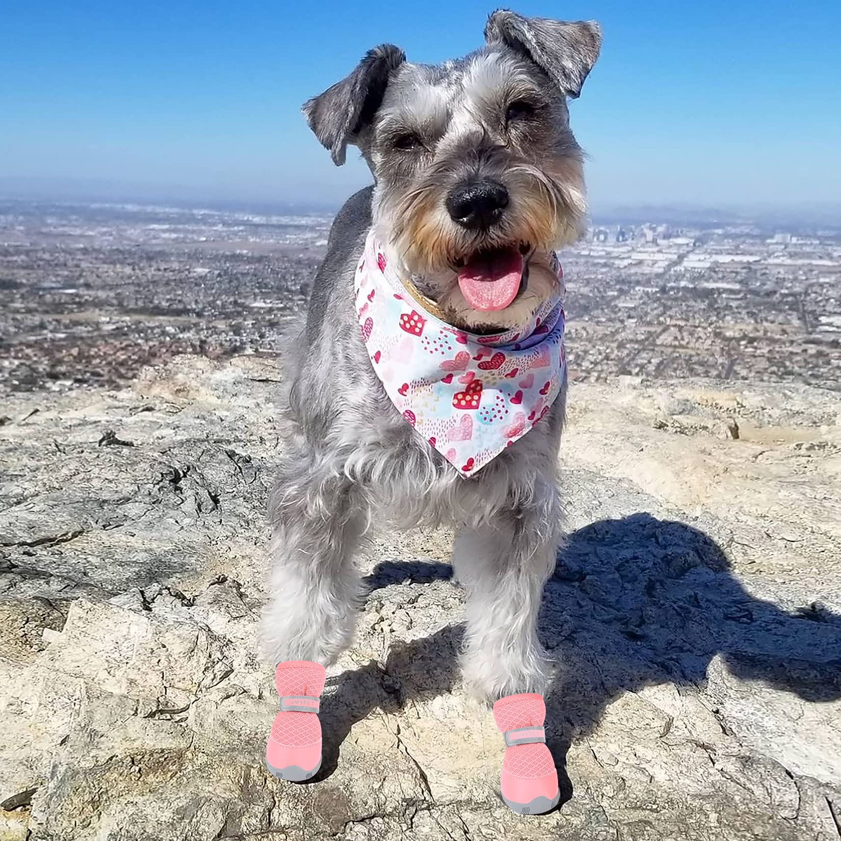 QUMY dog shoes fashionable pink on small dog for stylish wear