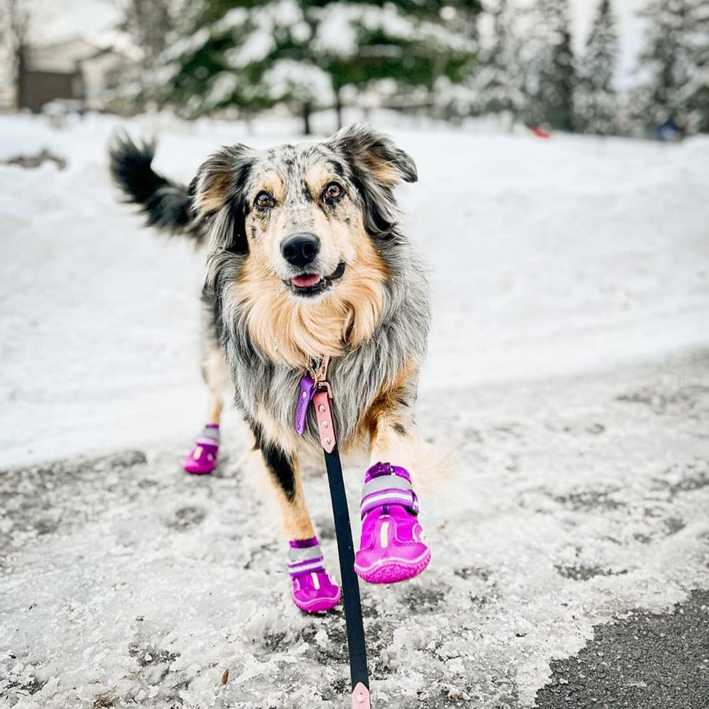 QUMY dog shoes feature paw embroidery and durable fabric for stylish, long-lasting protection.