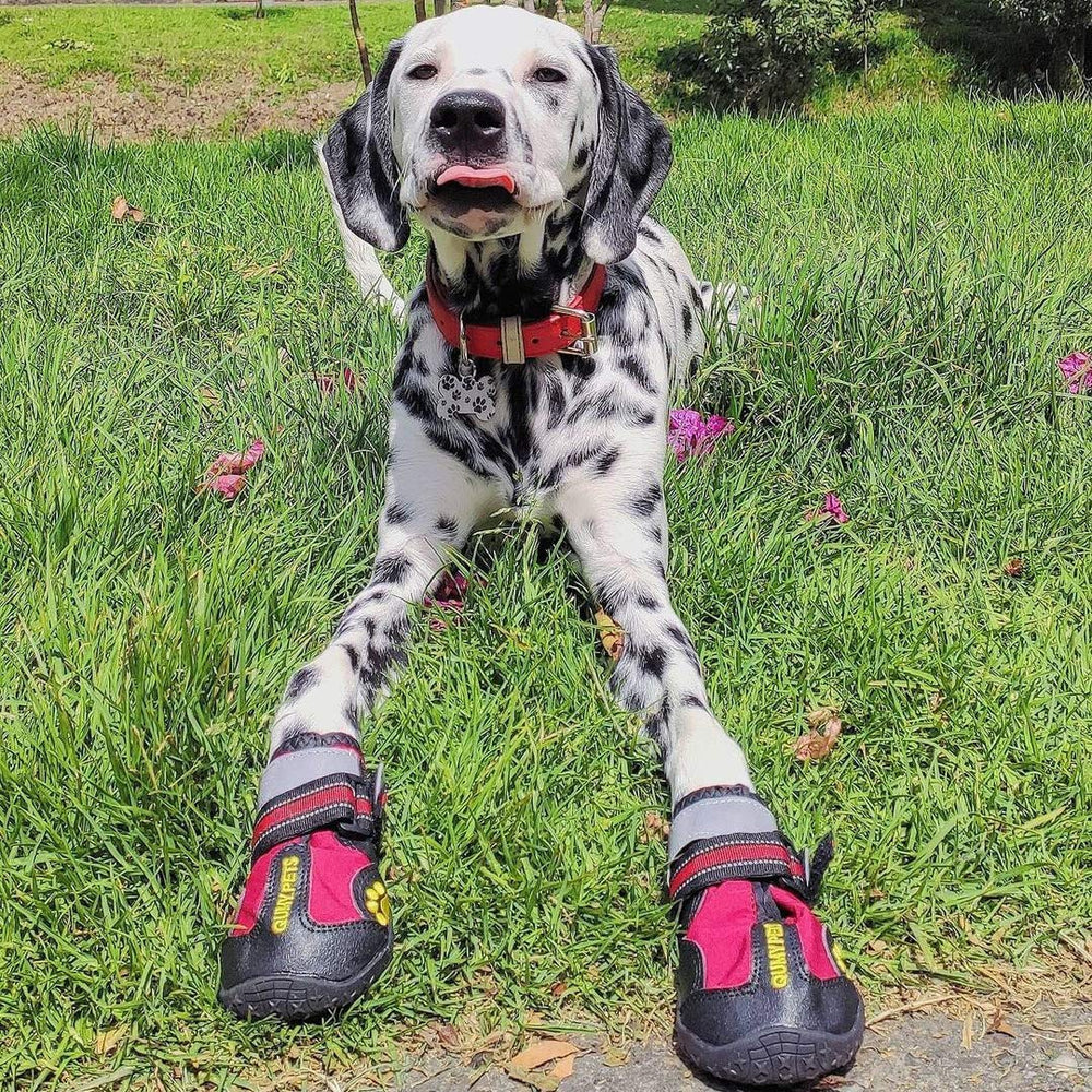 QUMY dog shoes paw-embroidery-fashion shows cute detailing and daily wear readiness