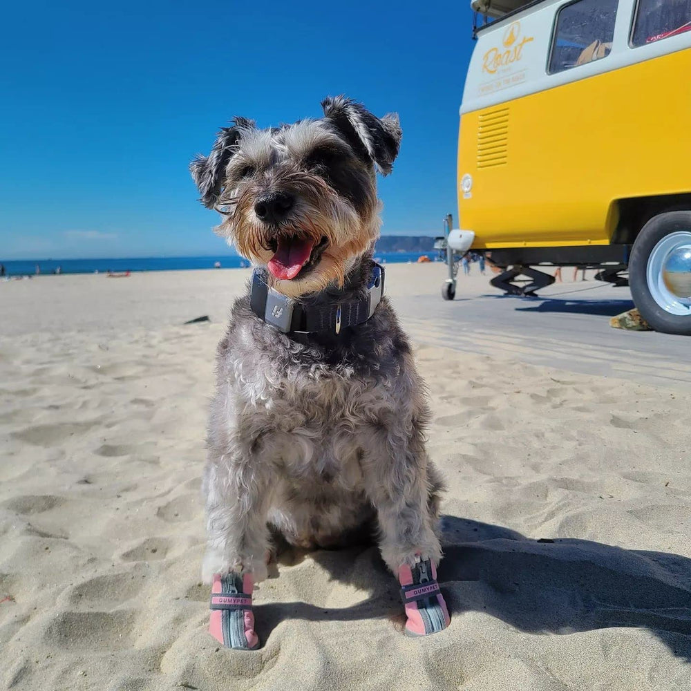 QUMY pink dog shoes indoor-hardfloors slip-test for easier standing.
