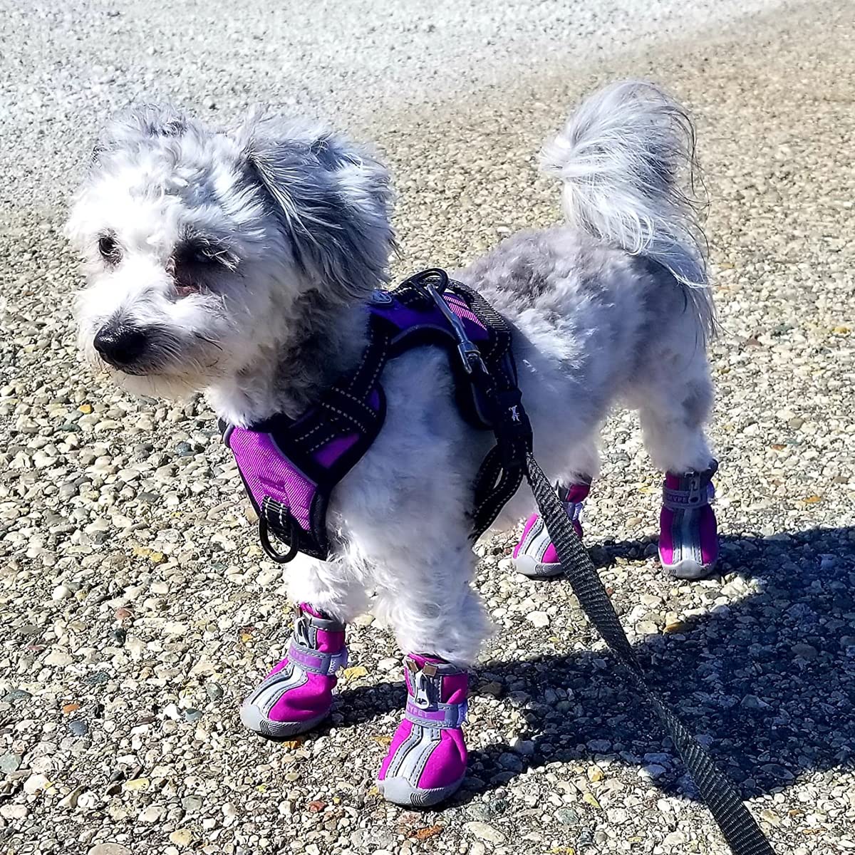 QUMY purple size 3 dog shoes packaging and care instructions