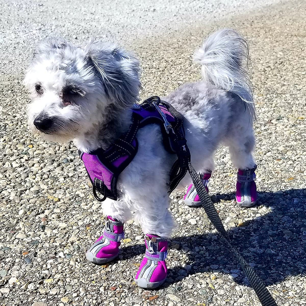 QUMY purple size 3 dog shoes packaging and care instructions
