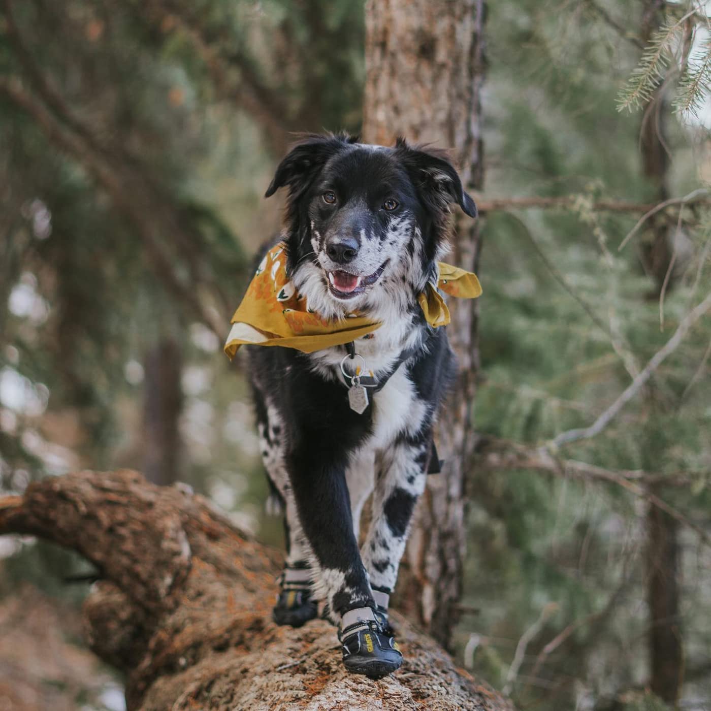 QUMY Dog Shoes provide seasonal protection from hot pavements and wet conditions.