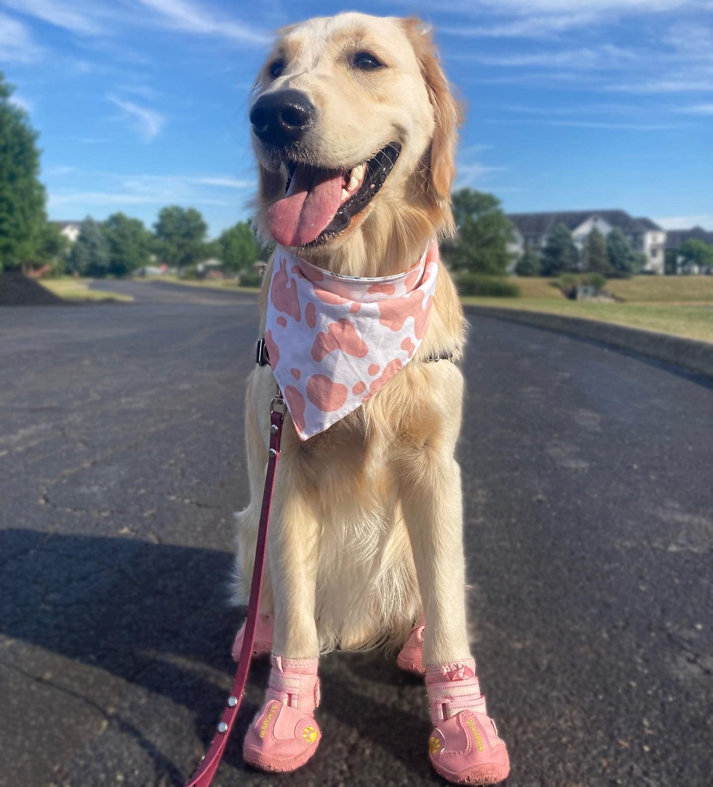 QUMY dog shoes soft, hand-washable fabric for easy cleaning