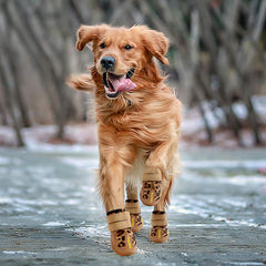 QUMY dog shoes straps close-up highlights quick on/off and secure daily-walk fit.
