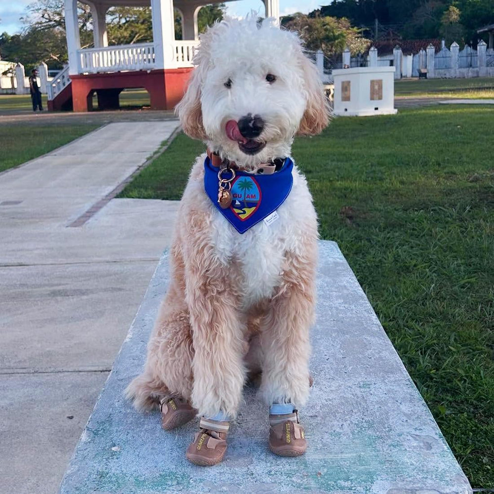 QUMY dog shoes weather protection demonstrates water resistance for varied conditions