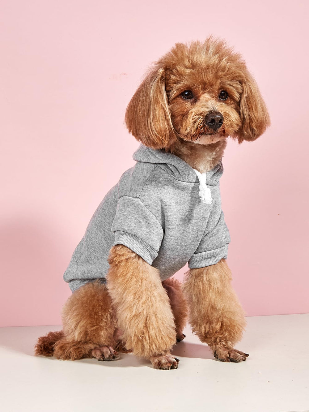 QWINEE Basic Dog Hoodie on a small dog demonstrates fashionable comfort during daily walks.