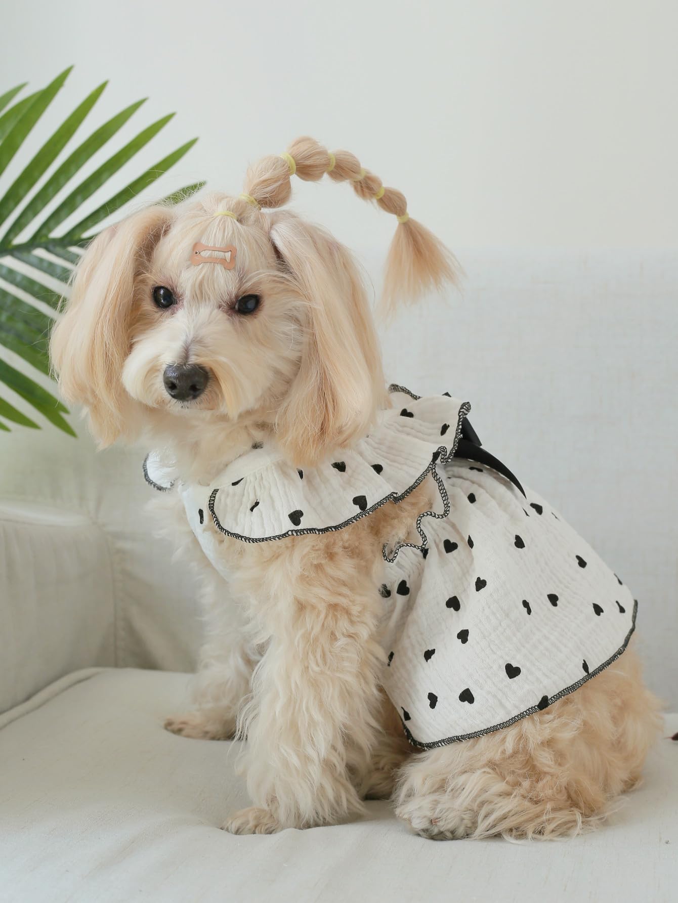 QWINEE gift-ready packaging idea for pet lovers.