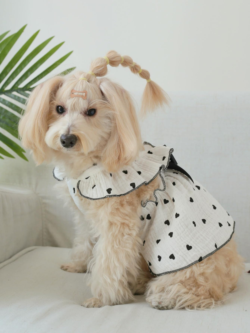 QWINEE gift-ready packaging idea for pet lovers.