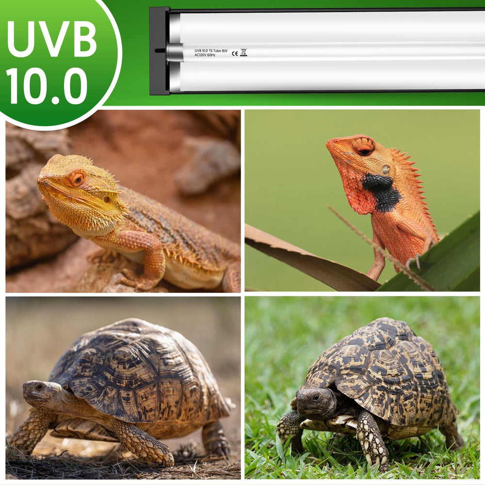 QZQ T5 UVB in-use setup with bearded dragon for vibrant colors.