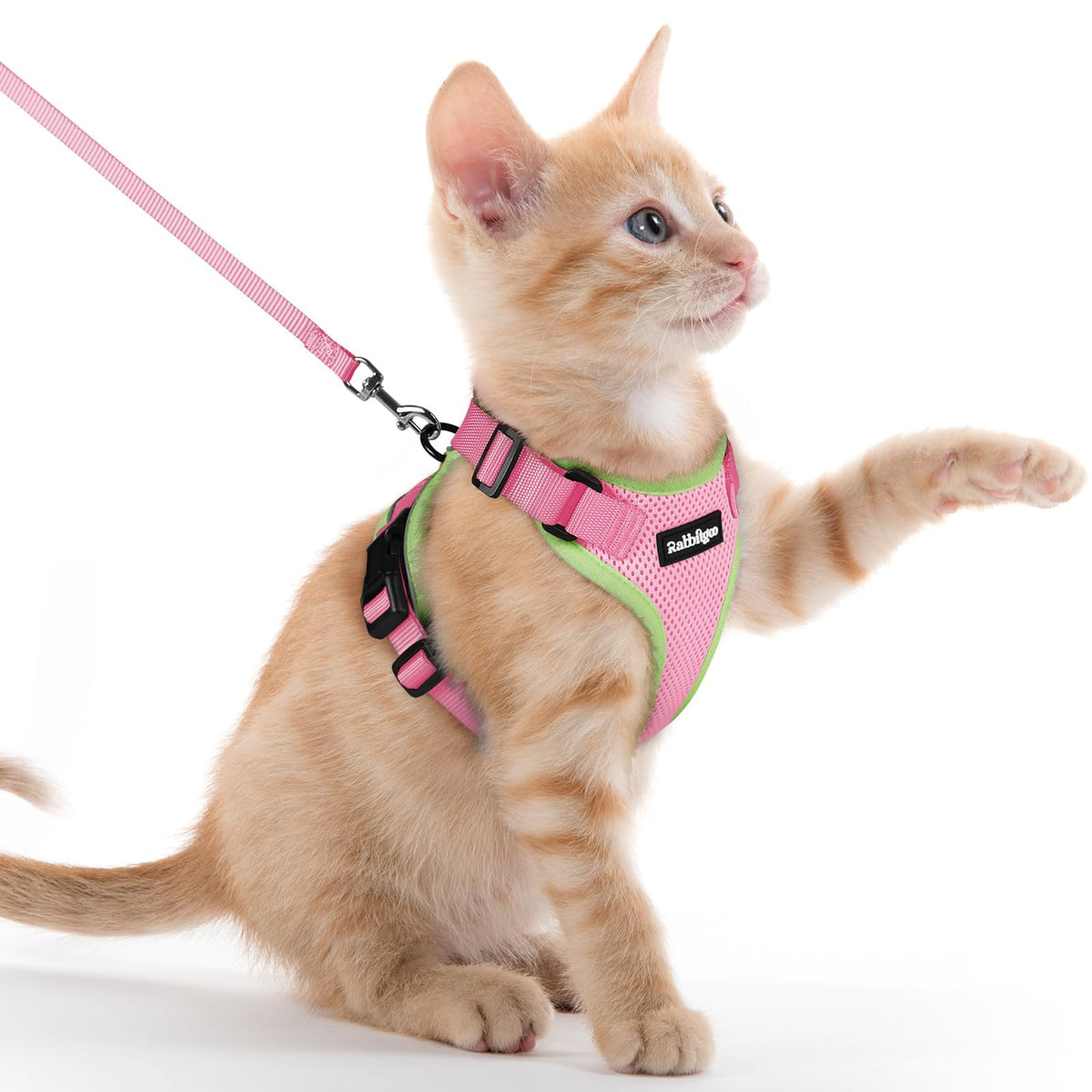 Rabbitgoo cat harness features escape-proof back D-ring for secure outdoor trips.