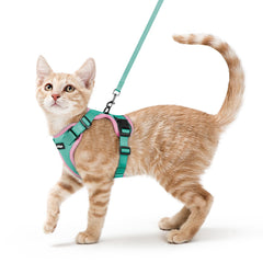 Rabbitgoo cat harness overhead put-on shows quick, stress-free harnessing during outdoor strolls