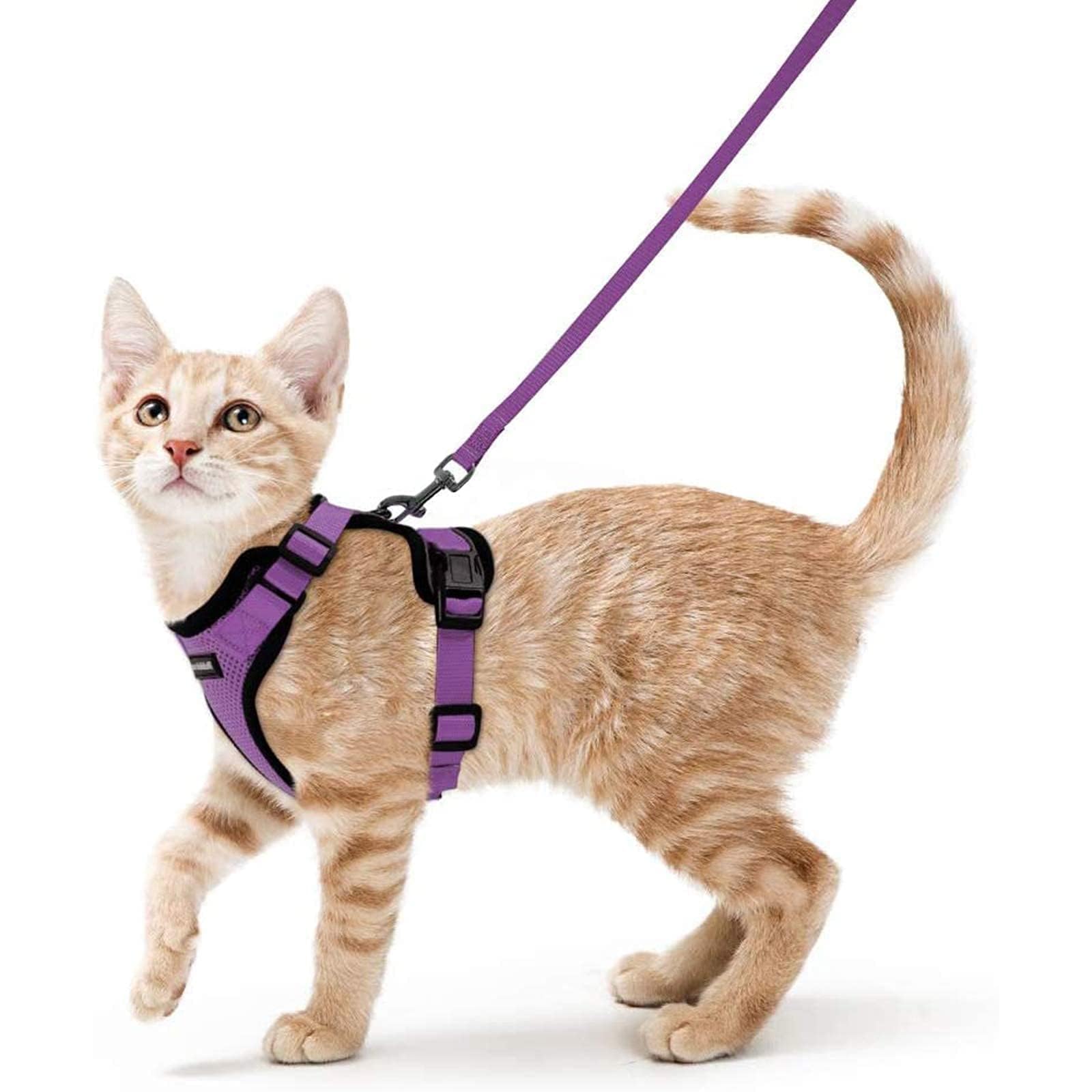 Rabbitgoo cat harness overview in purple XS, designed for secure outdoor adventures.
