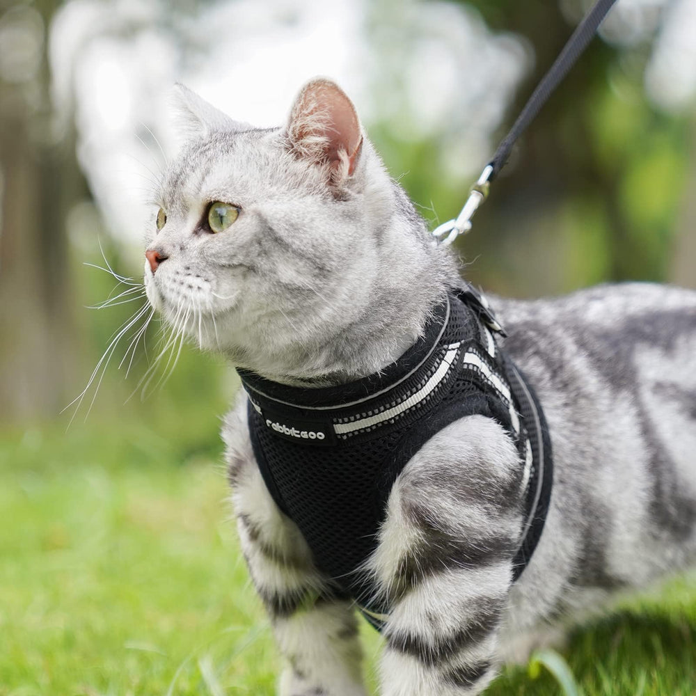 Rabbitgoo cat outdoor walk setup demonstrates comfortable adventuring