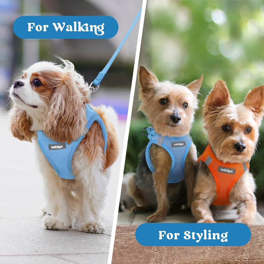Rabbitgoo vibrant blue puppy harness adds personality while staying comfortable.