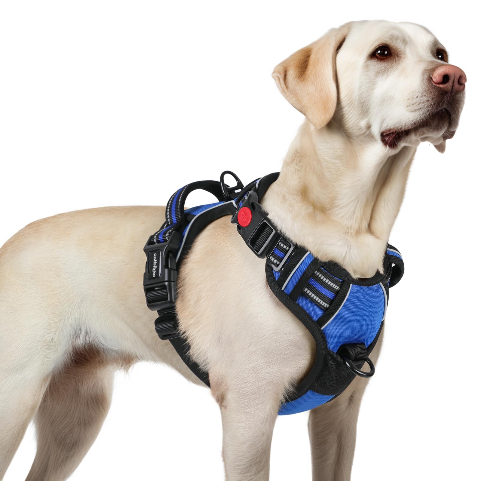Rabbitgoo dog harness with adjustable straps for a snug, growing-large-dog fit.