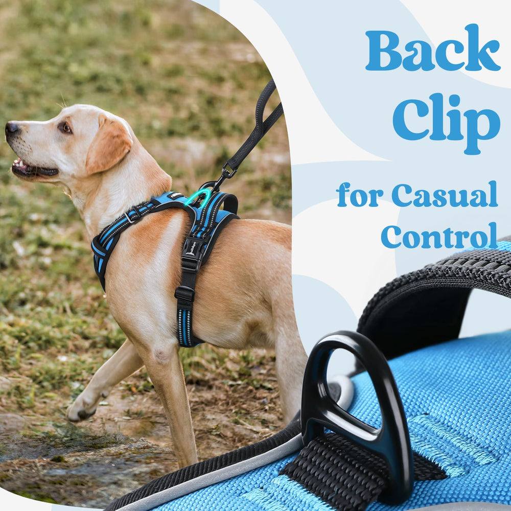 Rabbitgoo breathable air mesh keeps dogs cool during workouts.