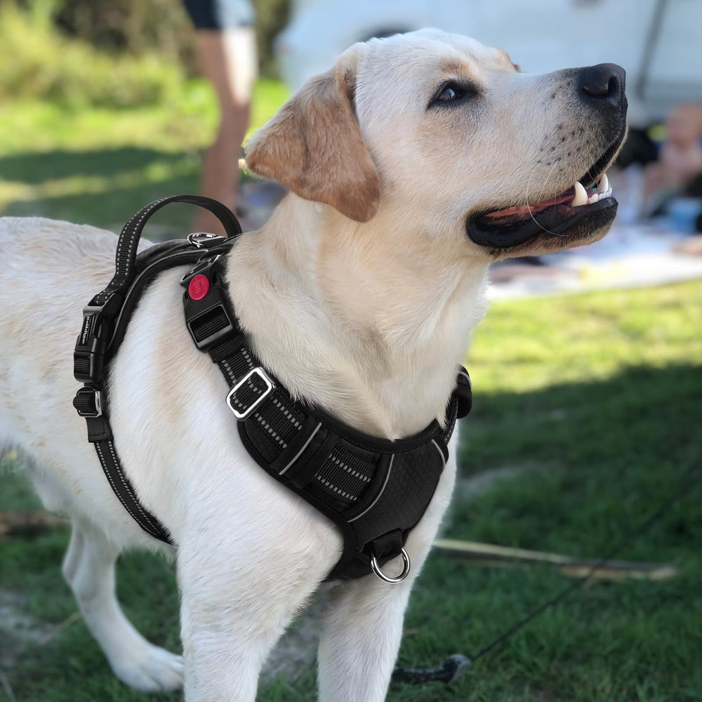Rabbitgoo neck buckle security reduces accidental release for added safety