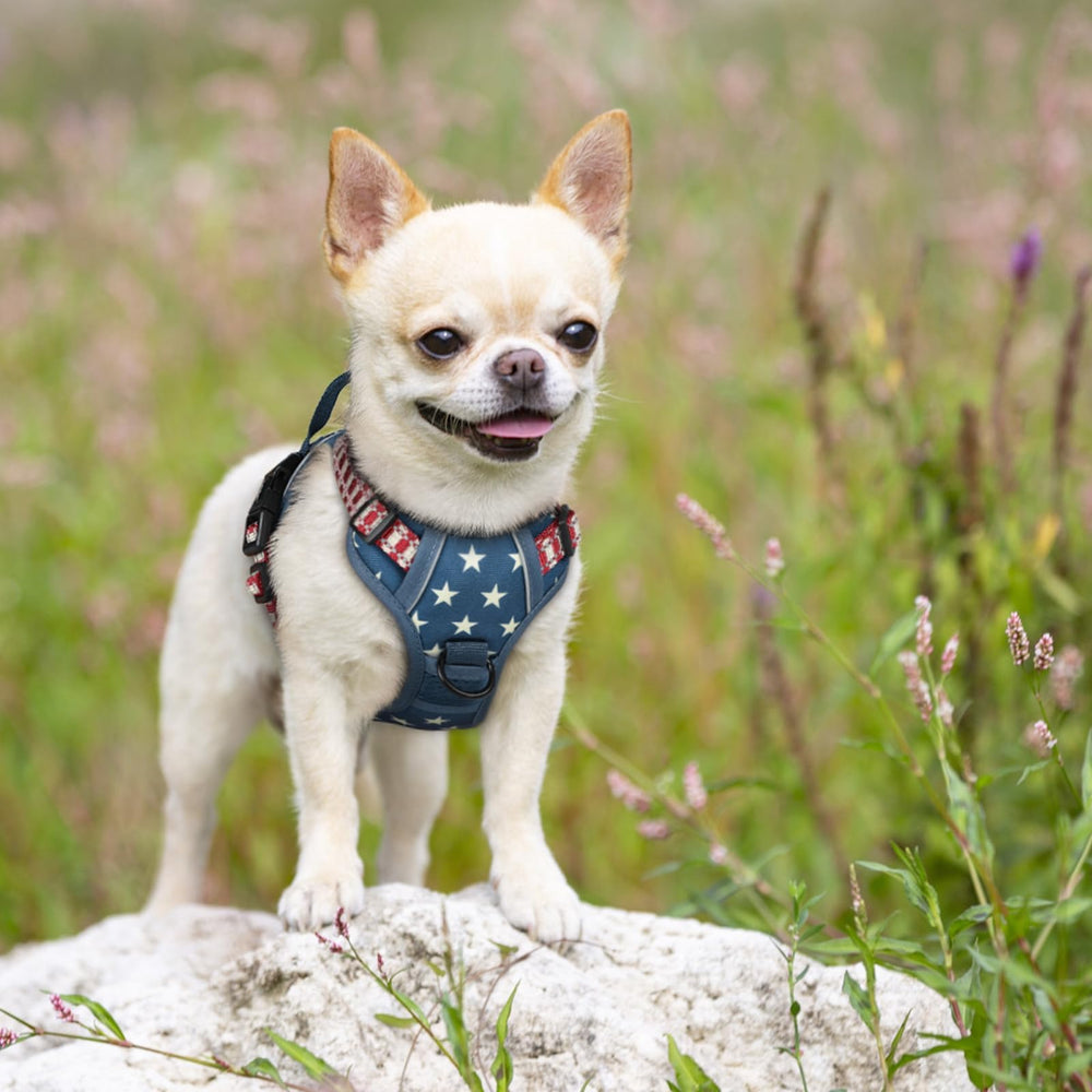 Rabbitgoo easy-on-off overhead harness blue star XS with quick-release buckles.
