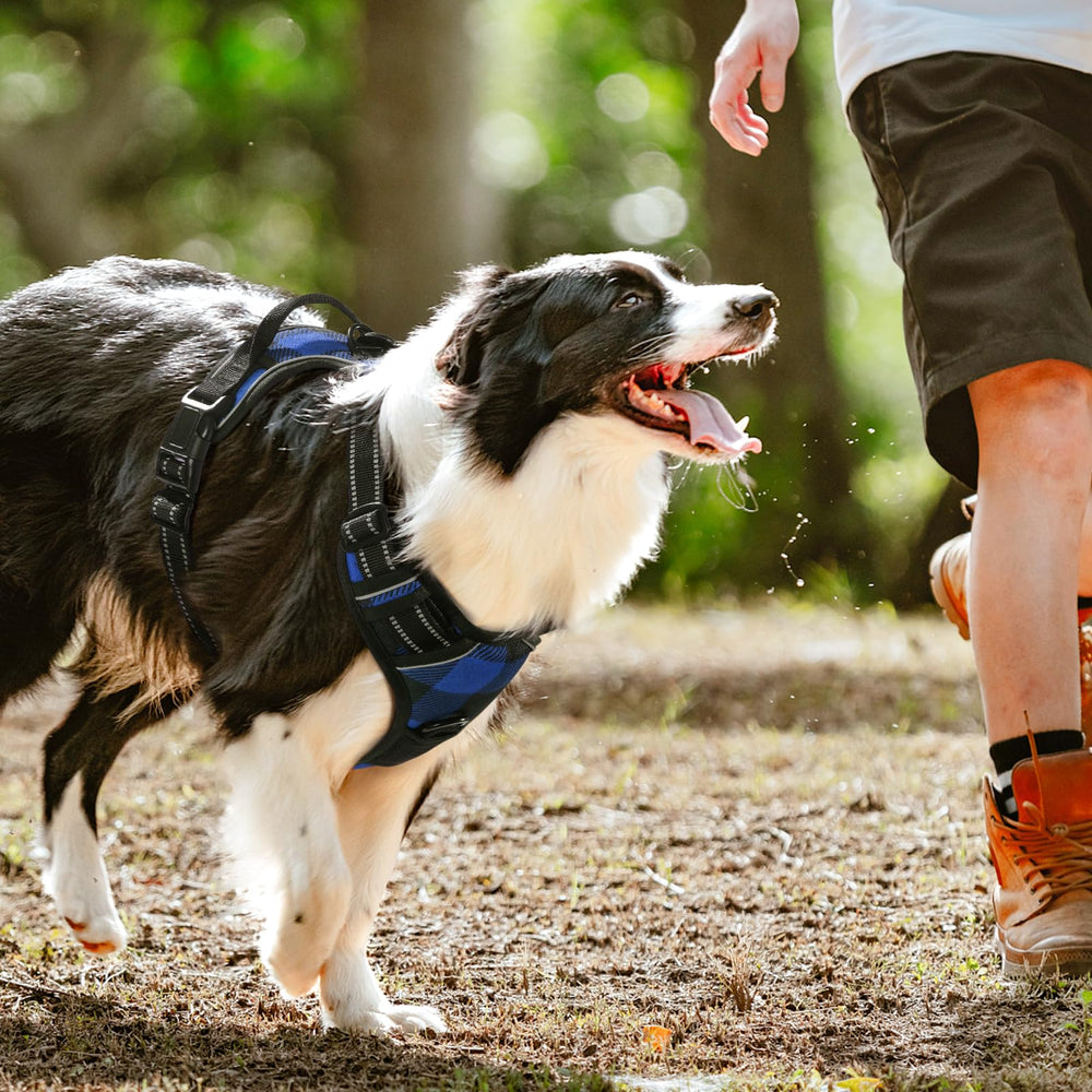 rabbitgoo dog harness compact packaging for easy storage