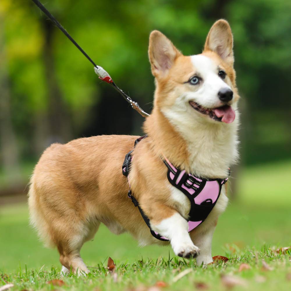 Rabbitgoo pink harness on a dog highlighting stylish safety and fit