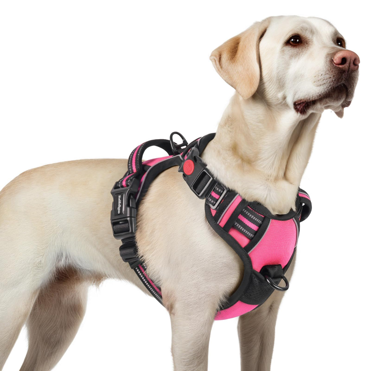 Rabbitgoo dog harness back view shows 3-buckle design for quick on/off