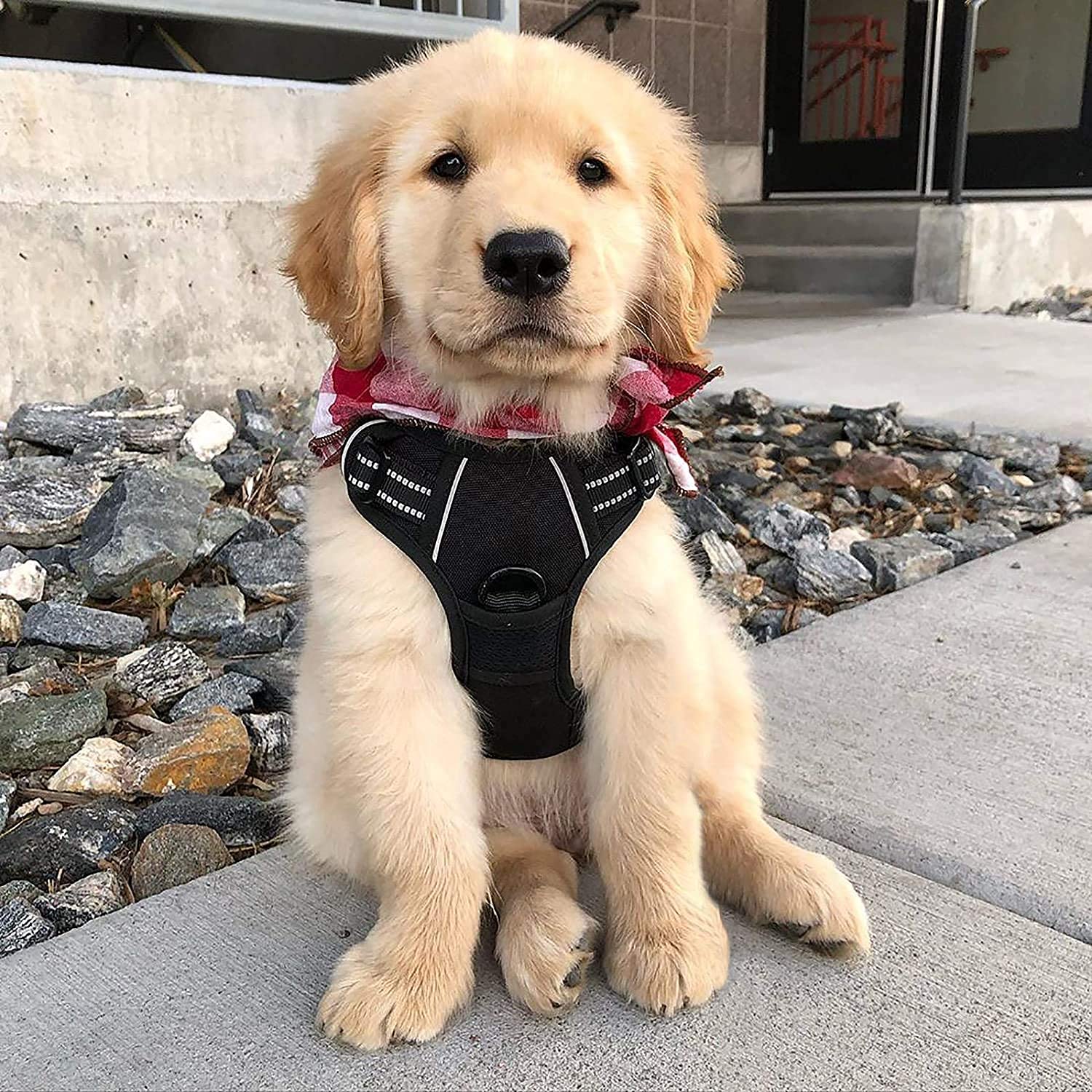 Rabbitgoo two leash rings design enabling versatile walking styles