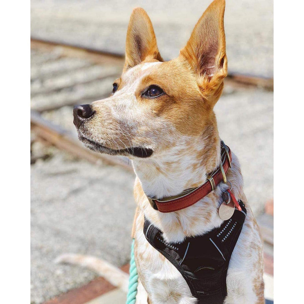 Rabbitgoo durable polyester oxford fabric for everyday use