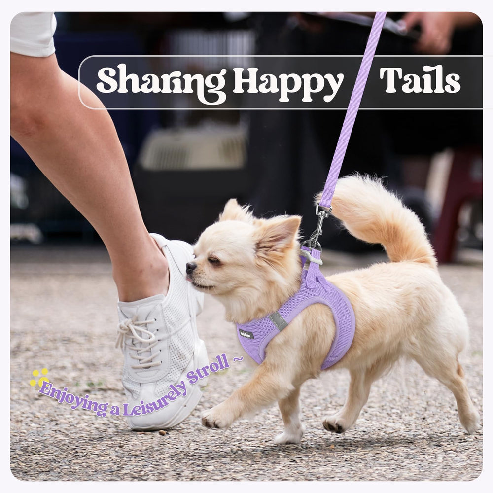 Rabbitgoo light purple S harness ready for daily walks