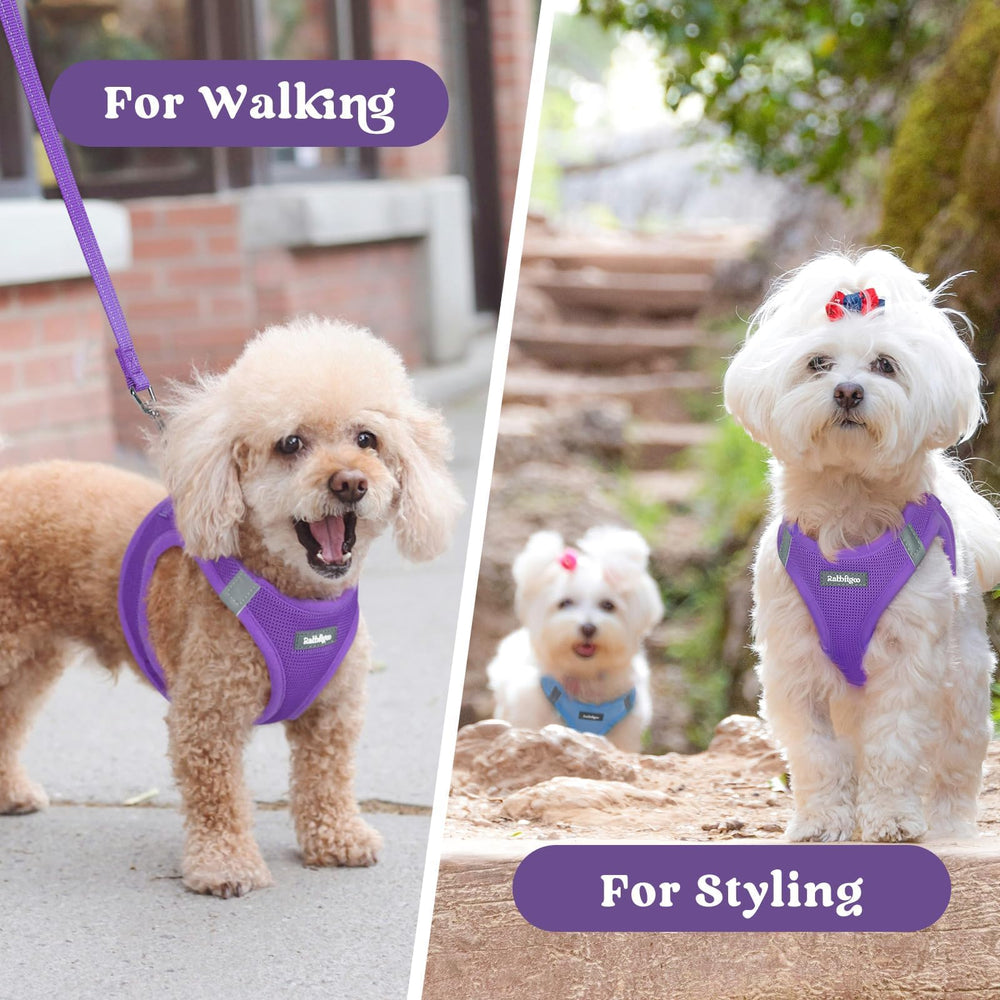 Rabbitgoo outdoor walks with secure, comfortable harness.