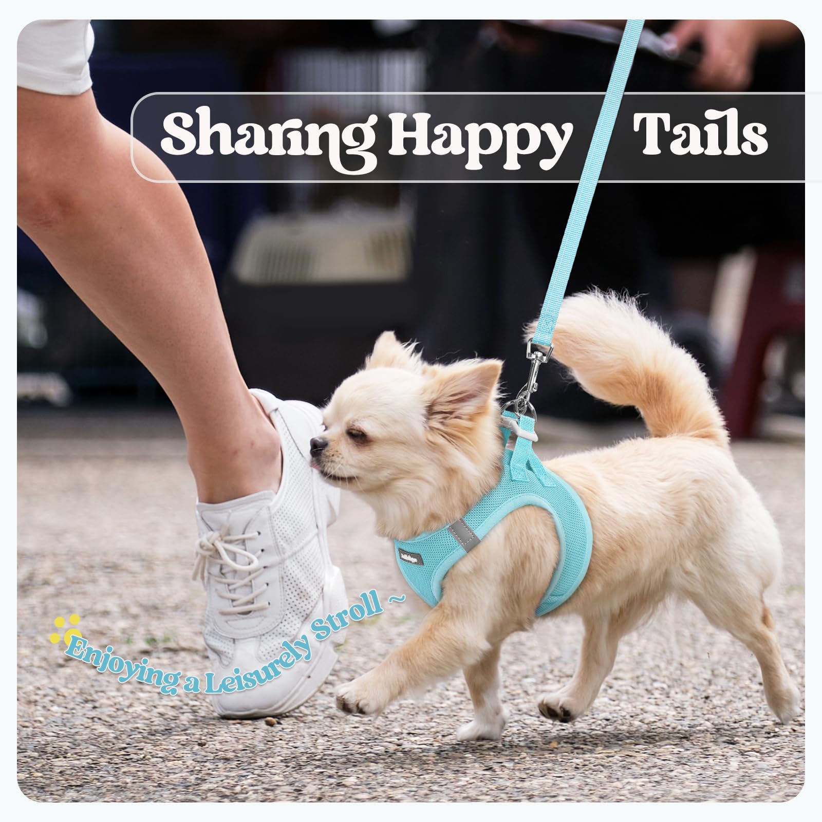 Rabbitgoo mint blue harness set ready for daily adventures