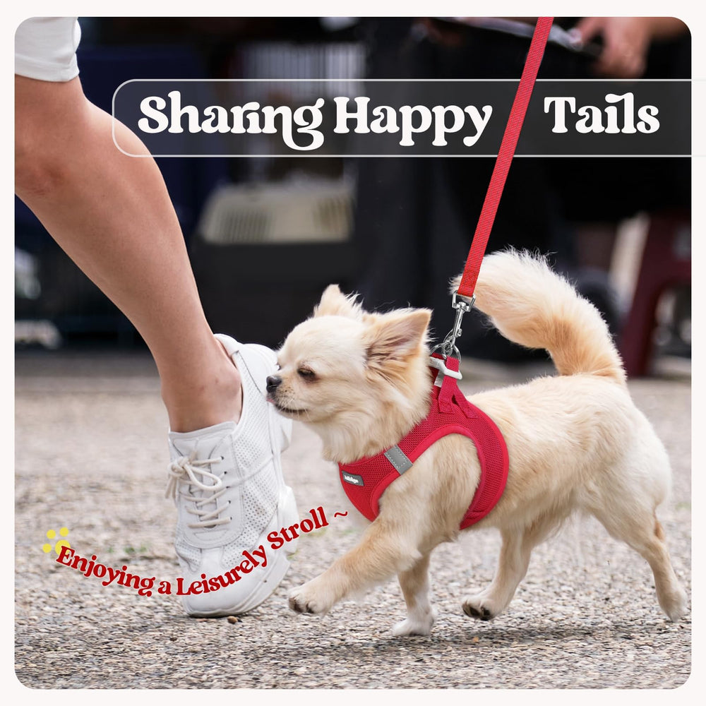Rabbitgoo leash with palm-friendly handle for comfortable grip during walks.