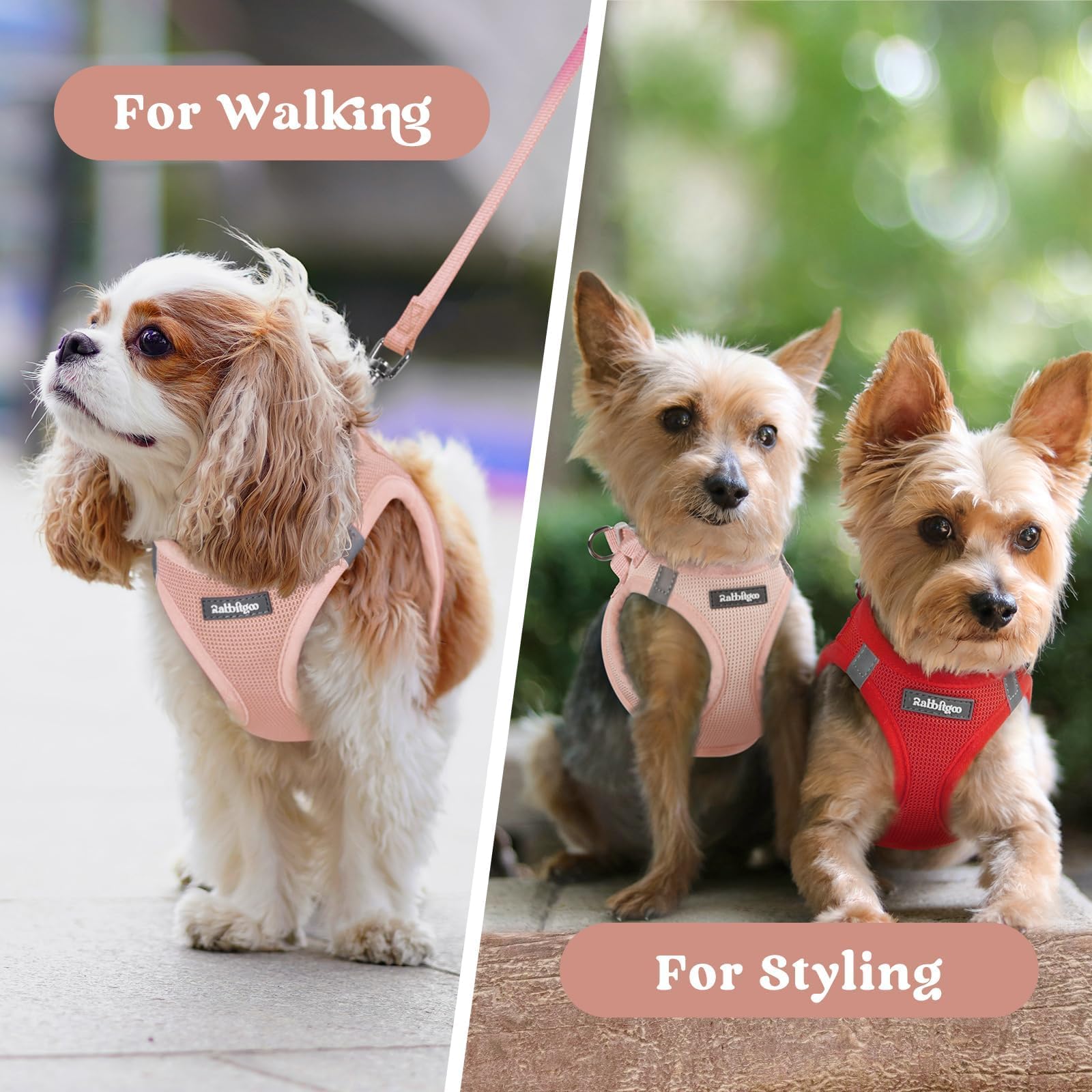 rabbitgoo versatile harness ready for walks, playdates, and daily wear