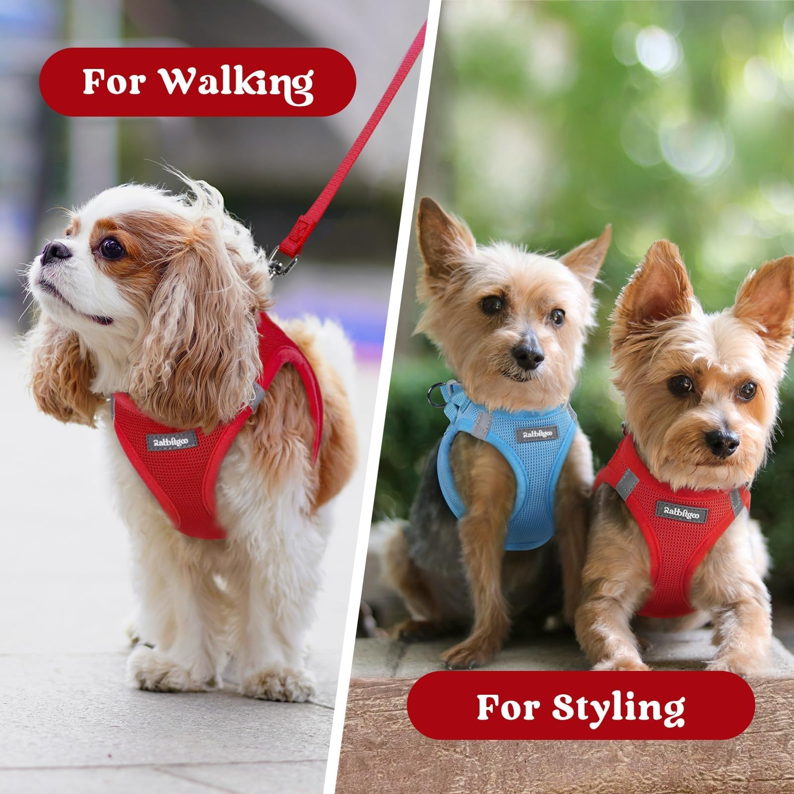 Rabbitgoo red small dog harness adds vibrant style to outings.