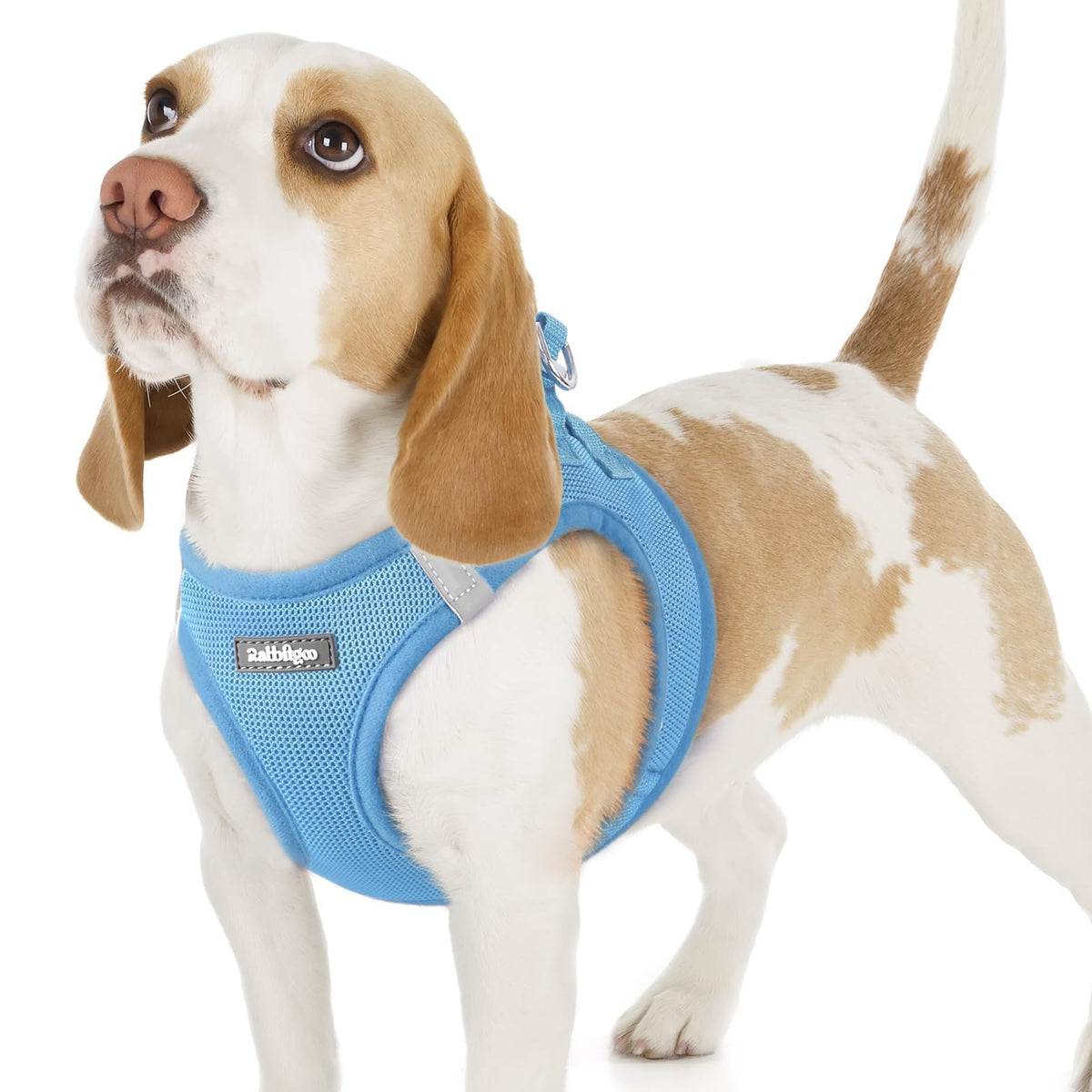 Rabbitgoo small dog harness blue mesh in use for comfortable everyday walks