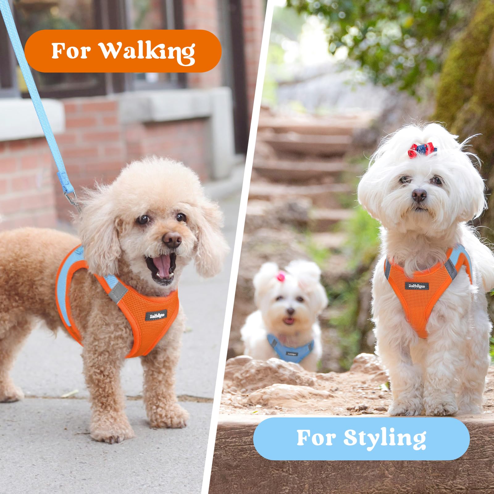 Rabbitgoo small dog harness Blue-orange color option supports visibility and style.