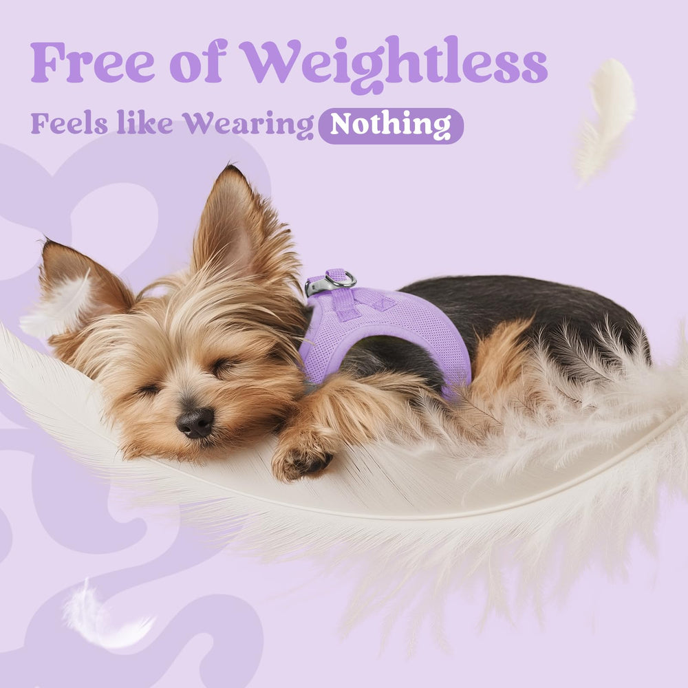 Rabbitgoo breathable air mesh keeps small dogs cool on active outings
