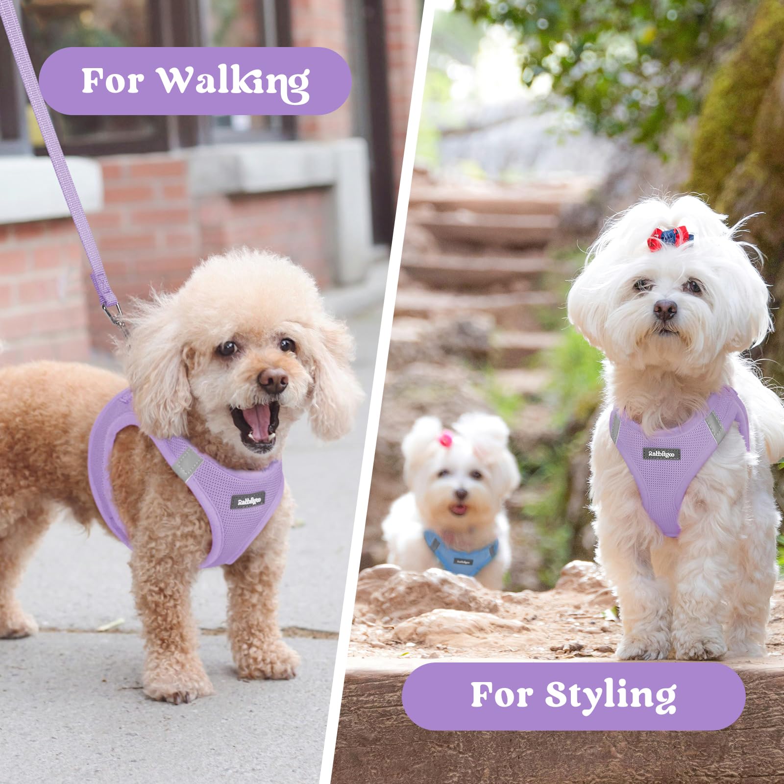 Rabbitgoo D-ring leash attachment supports secure control.